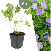 Frank GmbH Plants by Frank | 6 Ooievaarsbek Planten | Geranium 'Rozanne' | Tuinplanten | Planten