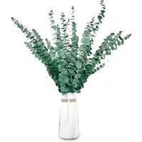 OEM Eucalyptus-set bestaande uit 20 gedroogde takken, ideaal voor stijlvolle decoratie en aromatherapie