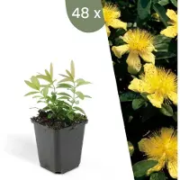 Frank GmbH | 48 Sint-Janskruid Planten | Hypericum calycinum | Winterharde bodembedekker planten | tuinplanten | Winterharde vaste planten meerjarig | Winterharde tuinplanten