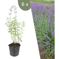 Frank GmbH | 6 kattenkruid planten | Nepeta 'Walker's Low' | Winterharde bodembedekker planten | tuinplanten | Winterharde vaste planten meerjarig | Winterharde tuinplanten