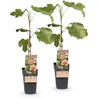 Green Boutiq - Fruitplant - Ficus carica Brown Turkey - Vijgenboom - Winterhard - Groen - Paarse Vrucht - 2 Planten - Pot 15cm - Hoogte 50cm