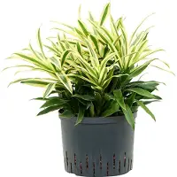 Fleurdirect Hydroplant Pleomele (Dracaena) Reflexa Song Of Sri Lanka