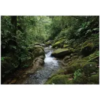WALLARENA - Behang 400x280 cm - Fotobehang - Vliesbehang - bos, bomen en rivier - voor slaapkamer en woonkamer - halfmatte afwerking