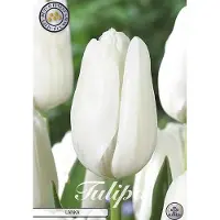 Sam van Schooten Nederlands Beste Kwaliteits bloembollen - Tulpen Tulp Darwin Lanka x7 12/+s