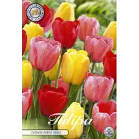 Kärkkäinen Darwin Hybrid Mixed Darwin Hybride Tulpen bollen 10 stuks Bolmaat 12+