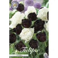 Sam van Schooten Charming Garden Tulpenbollen 10 stuks bolmaat 12+