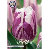 Sam van Schooten Flaming Flag Triumph Tulpenbollen Bolmaat 12+ 10 Bloembollen