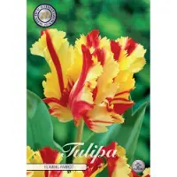 Sam van Schooten Tulpen 'Flaming Parrot' (7 stuks) | Tulpenbollen van