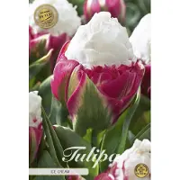 Sam van Schooten Nederlands Beste Kwaliteits bloembollen - Tulpen Tulp Double Late Ice Cream x5 12/+s
