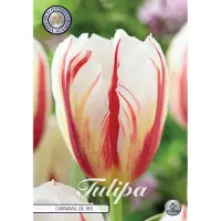 Sam van Schooten Carnaval de Rio Triumph Tulpenbollen Bolmaat 12+ 10 Bloembollen