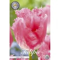 Sam van Schooten Fancy Frills Fringed Tulpenbollen 7 stuks bolmaat 12+