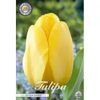 Sam van Schooten Golden Parade Darwin Hybride Tulpen bollen 10 stuks Bolmaat 12+
