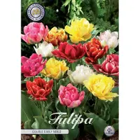 Sam van Schooten Dubbel Early Mixed Tulpenbollen 10 stuks Bolmaat 12+