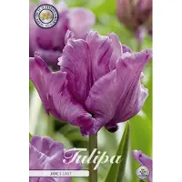 Sam van Schooten Blue Parrot Parrot Tulpenbollen 7 stuks bolmaat 12+