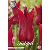 Sam van Schooten Pieter de Leur Lilyflowering Tulpenbollen 10 stuks bolmaat 12+