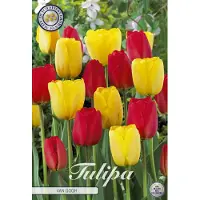Sam van Schooten Van Gogh Garden Tulpenbollen 10 stuks bolmaat 12+