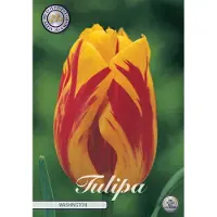 Sam van Schooten Washington Triumph Tulpenbollen Bolmaat 12+ 10 Bloembollen