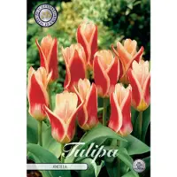 Sam van Schooten Ancilla Kaufmannia Tulpenbollen 10 stuks Bolmaat 12+
