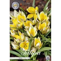 Sam van Schooten Tarda Botanical Tulpen Bollen 10 stuks bolmaat 7/8