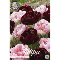 Sam van Schooten Double Dutch Garden Tulpenbollen 10 stuks bolmaat 12+