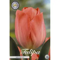 Sam van Schooten Hans Brinker Darwin Hybride Tulpen bollen 10 stuks Bolmaat 12+