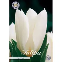 Sam van Schooten Purissima Fosteriana Tulpenbollen 10 stuks Bolmaat 12+