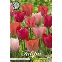 Sam van Schooten Flower Parade Garden Tulpenbollen 10 stuks bolmaat 12+