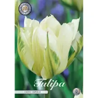 Sam van Schooten Exotic Emperor Fosteriana Tulpenbollen 10 stuks Bolmaat 12+