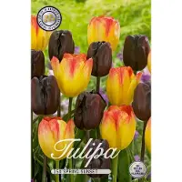 Sam van Schooten Tulpen 'Spring Sunset' (15 stuks) | Tulpenbollen van