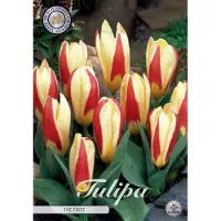 Sam van Schooten The First Kaufmannia Tulpenbollen 10 stuks Bolmaat 12+