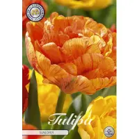 Sam van Schooten Sunlover Dubbel Laat Tulpenbollen 10 stuks Bolmaat 12+