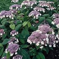 Arborix Hydrangea macrophylla ‘Teller White’ - Hortensia 25-30 cm in pot