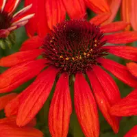 Arborix 6x Echinacea purpurea 'Red Pearl' Pot 9x9cm - Prachtige rode zonnehoed plant