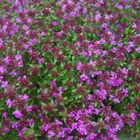 Arborix 6 x Thymus Praecox 'Creeping Red' - Tijm pot 9x9cm