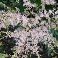 Arborix 6 x Astilbe Simplicifolia 'Sprite' - Astilbe Pot 9x9 cm - Lichtroze Pluimen
