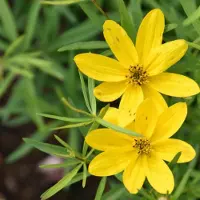 Arborix 6x Coreopsis verticillata 'El Dorado' Pot 9x9cm - Prachtige gele bloemen voor in de tuin