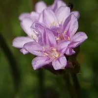 Arborix 6 x Armeria Maritima 'Splendens Perfecta ' - Engels Gras Pot 9x9Cm