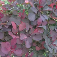 Arborix Cotinus coggygria 'Dusky Maiden' 40-50cm - Pruikenboom, sierlijke struik met donkerrood blad voor een sfeervolle tuin