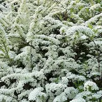 Arborix Spiraea Arguta - Spierstruik;Sneeuwspirea 30-40 cm pot