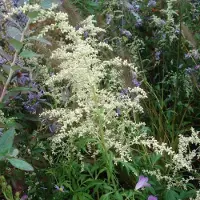 Arborix 6 x Artemisia lactiflora - Witte bijvoet pot 9x9 cm