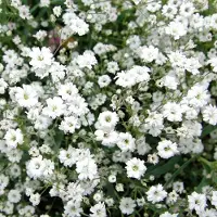 Arborix 6 x Gypsophila Repens 'Alba' - Kruipend Gipskruid pot 9x9cm, witbloeiend en bodembedekkend