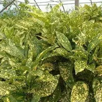 Arborix Aucuba Japonica 'Crotonifolia' - Broodboompje - 30-40 cm: Bontbladig, wintergroen struikje