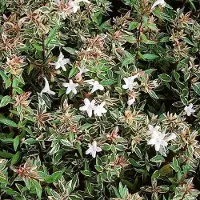 Arborix Abelia Grandiflora "Confetti" ('CONTI') - Abelia 25-30 cm in pot