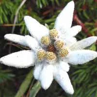 Arborix 6 x Leontopodium Alpinum - Edelweiss - Pot 9x9cm - Bekend als 'Alpenrozen'