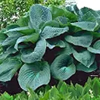 Arborix 3 x Hosta 'Big Daddy' - Hartlelie pot 9x9cm