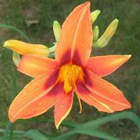 Arborix 6 x Hemerocallis 'Rajah' - Daglelie pot 9x9 cm- Opvallende Rode Bloemen