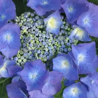 Arborix Hydrangea 'Teller Blue' - Hortensia 25-30 cm in pot