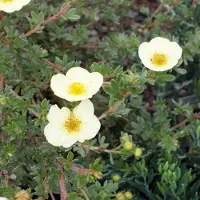Arborix Potentilla Fruticosa 'Primrose Beauty - Ganzerik|Vijfvingerkruid 25-30 cm in pot