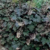 Arborix 6 x Heuchera Brizoides 'Schneewittchen' - Purperklokje pot 9x9cm