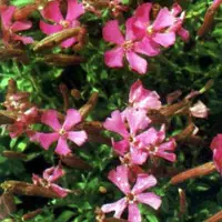 Arborix 6 x Silene Schafta - Lijmkruid pot 9x9cm
